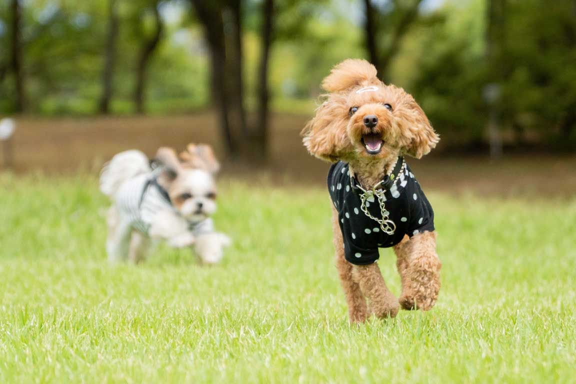 大型犬OK頭数制限なし