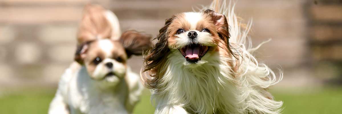 愛犬と一緒にグランピング